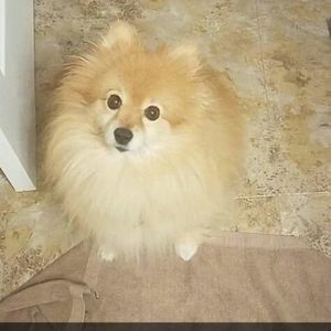 Meet your Posher, Jeni